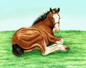 Draft Horse, Equine Art - Clyde Weanling